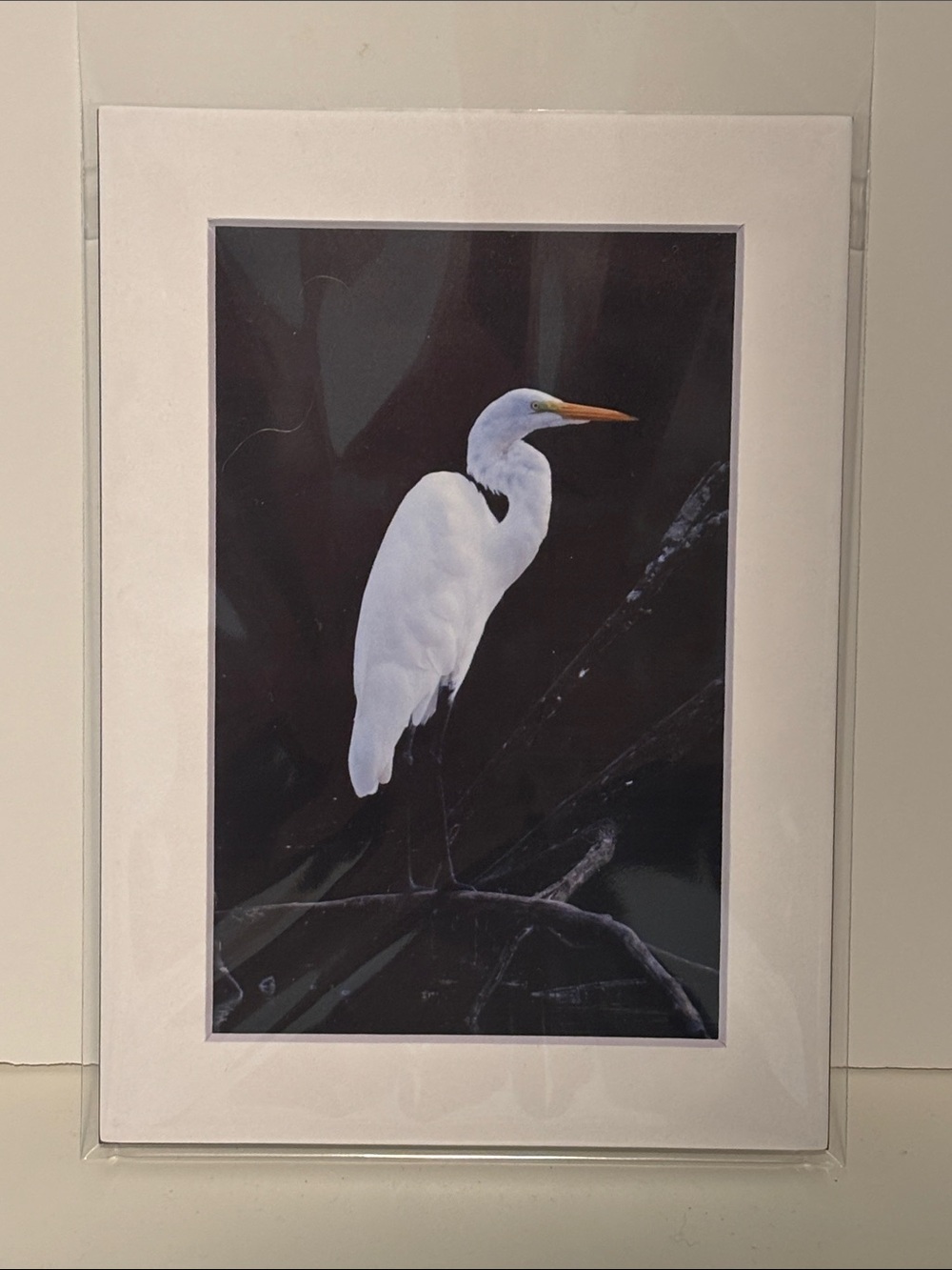 Artisan White Great Egret Matted Photography Print - Ready to Frame
